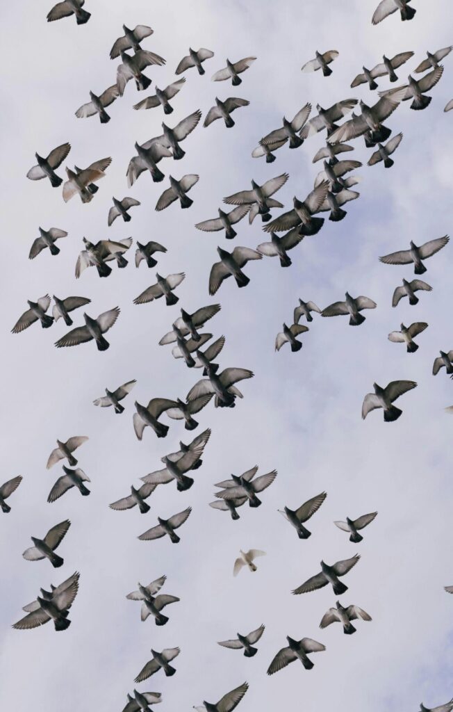 Flock of birds flying across a pale cloudy sky